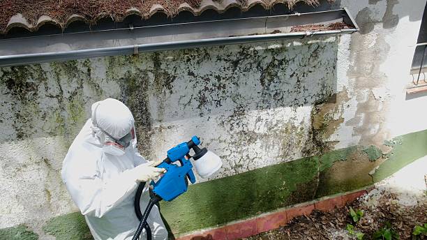 Top rated local Bathroom Mold Removal specialists in Wittman, MD